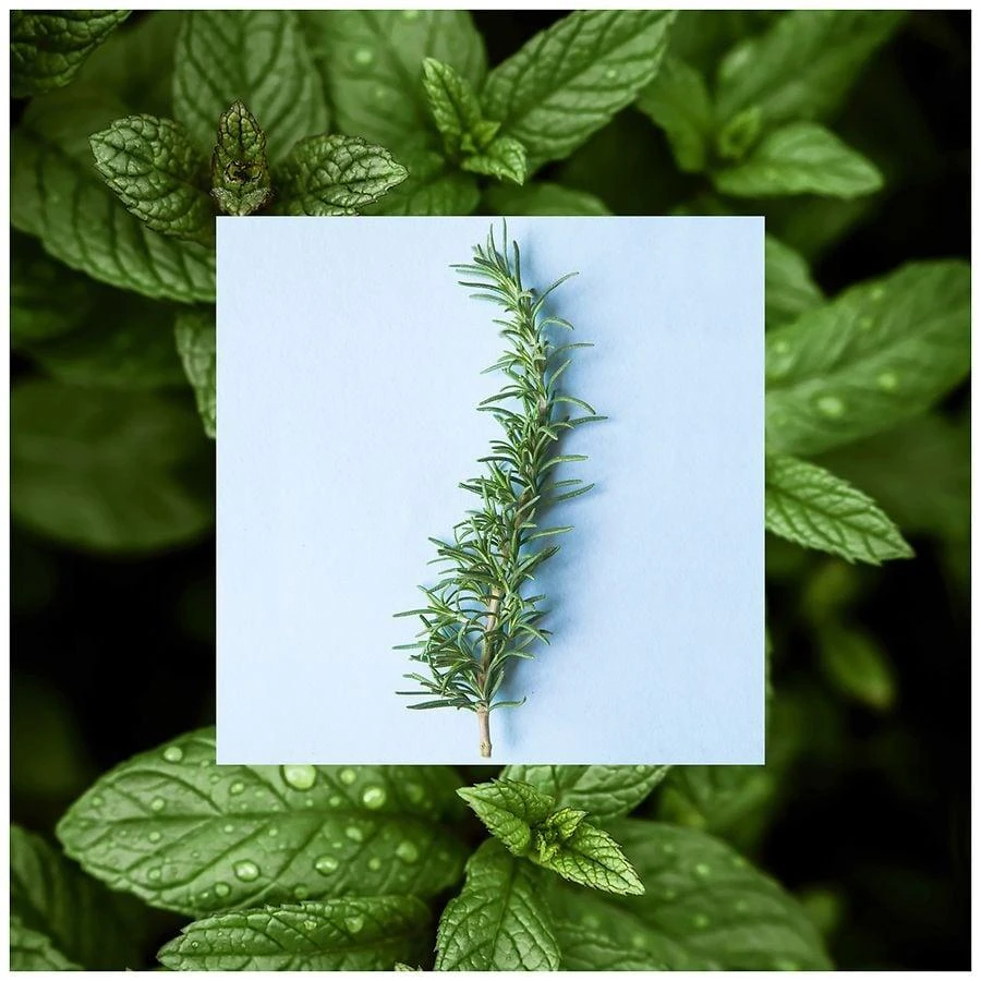 Raw Sugar Rosemary Vinegar Hair Rinse Shampoo Alternative 3