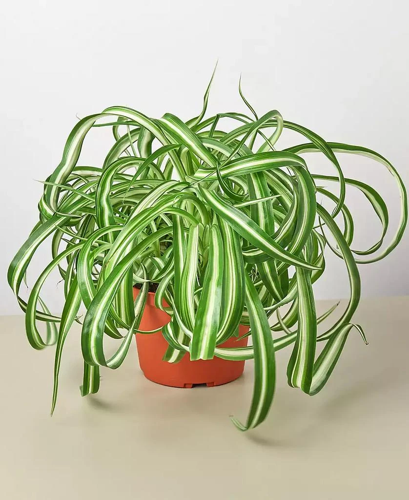 House Plant Shop Spider Plant 
Bonnie
 Live Plant, 6" Pot