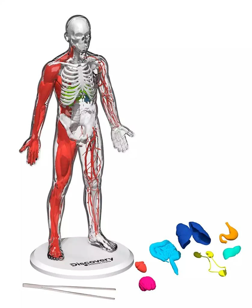 Discovery #MINDBLOWN CLOSEOUT! 3D Human Anatomy 28-Piece Biology Model 1