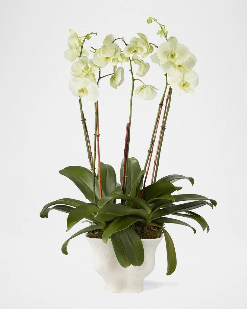 AERIN Corvo Cachepot 2