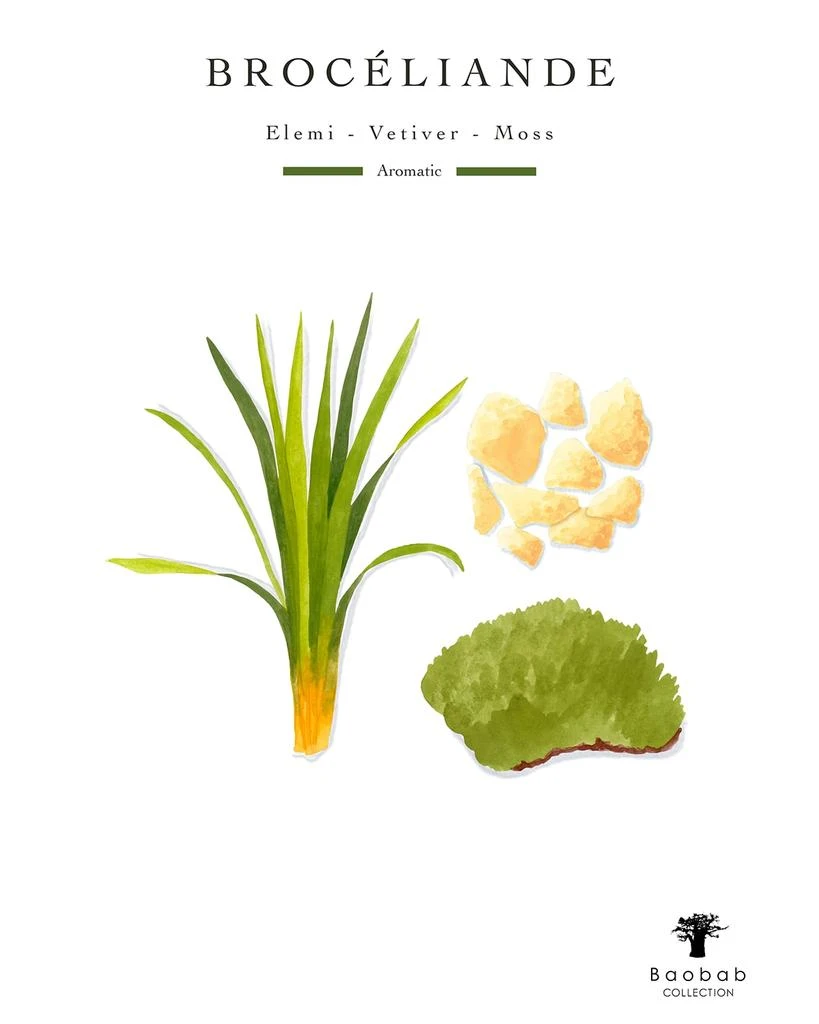 Baobab Collection Woods Broceliande 4-Wick Max 16 Candle, 2.3 kg 4