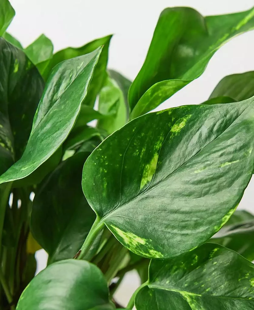 House Plant Shop Pothos Golden Live Plant, 6" Pot 2