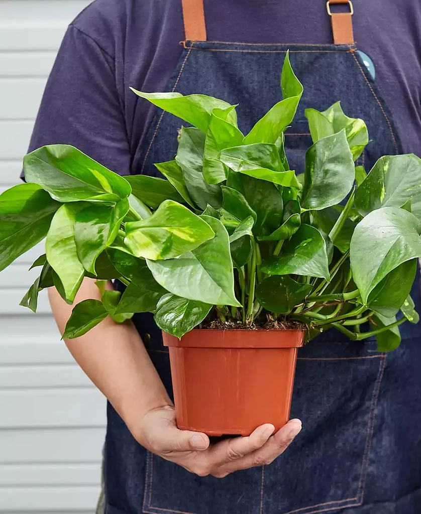 House Plant Shop Pothos Golden Live Plant, 6" Pot 3