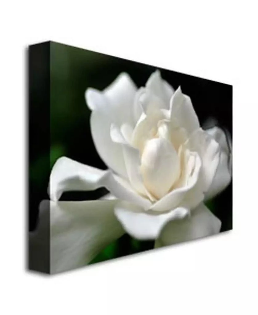 Trademark Global Kurt Shaffer 
Lovely Gardenia
 Canvas Art - 32" x 24" 3