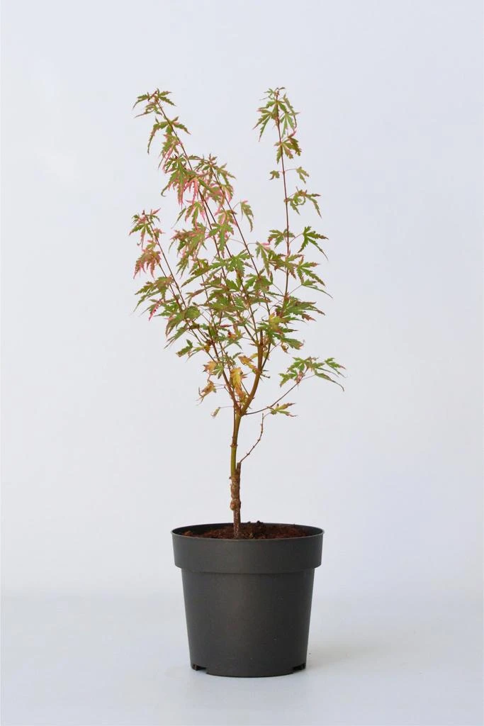 Perfect Plant Acer Palmatum 'Taylor' - Plantes D'Extérieur 3