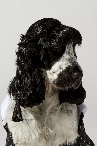 Urban Outfitters Wednesday Addams Pet Costume 4