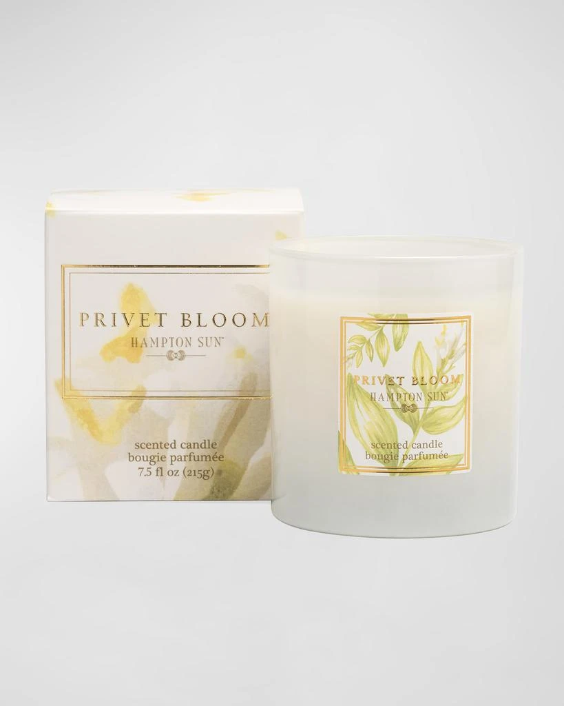 Hampton Sun 7.5 oz. Privet Bloom Scented Candle 2