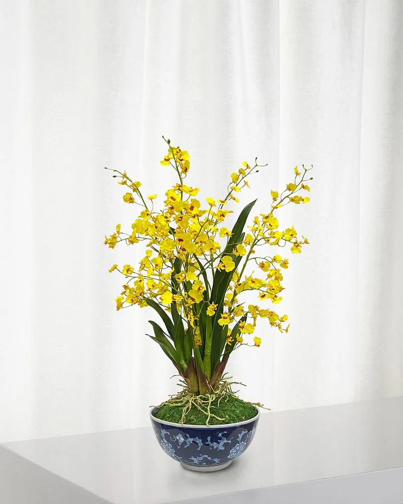 Winward Home Oncidium in Longlife Bowl