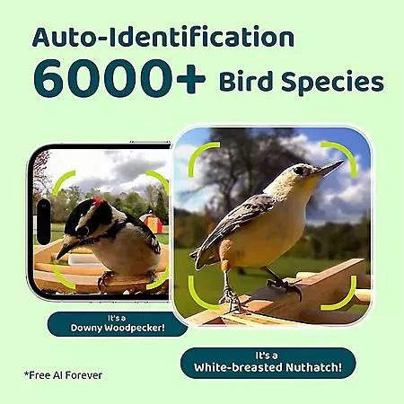Birdfy Birdfy Smart Bird Feeder with Camera 2
