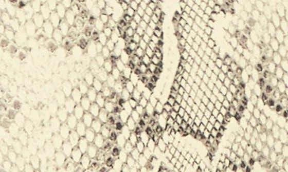 THACKER Shay Snakeskin Embossed Leather Crossbody Camera Bag 6