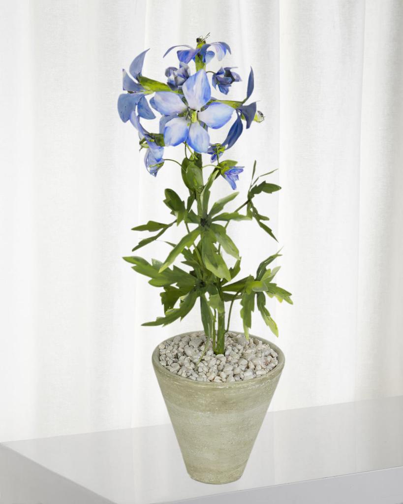 Tommy Mitchell Delphinium July Birth Flower in White Terracotta Pot