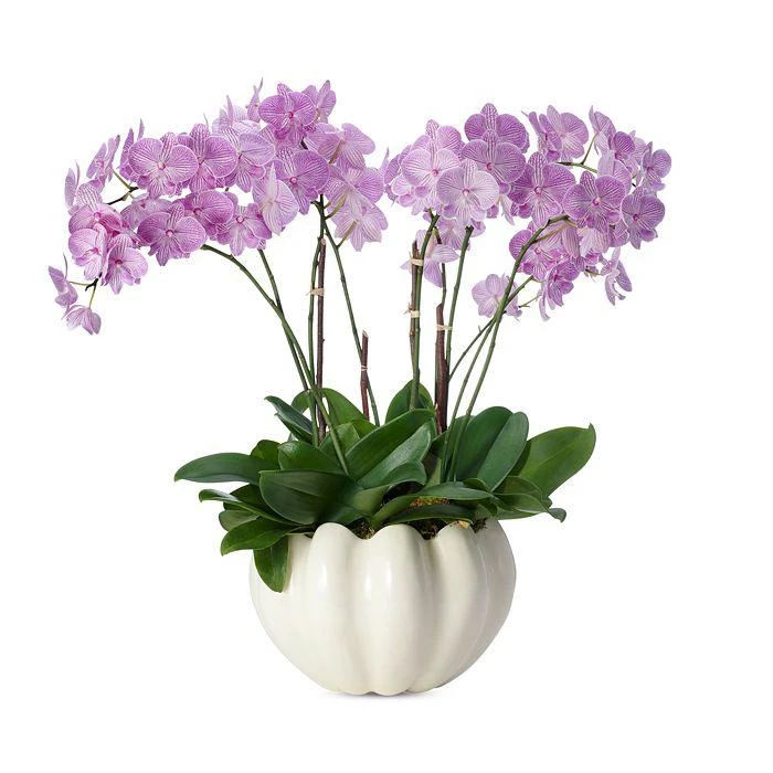 AERIN Mirabelle Cachepot, Cream 2