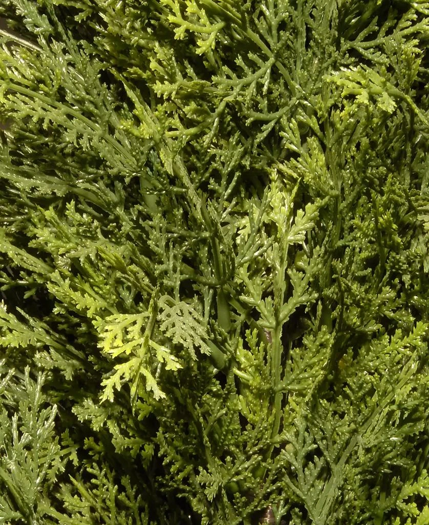 National Tree Company 36 Artificial Arborvitae 3