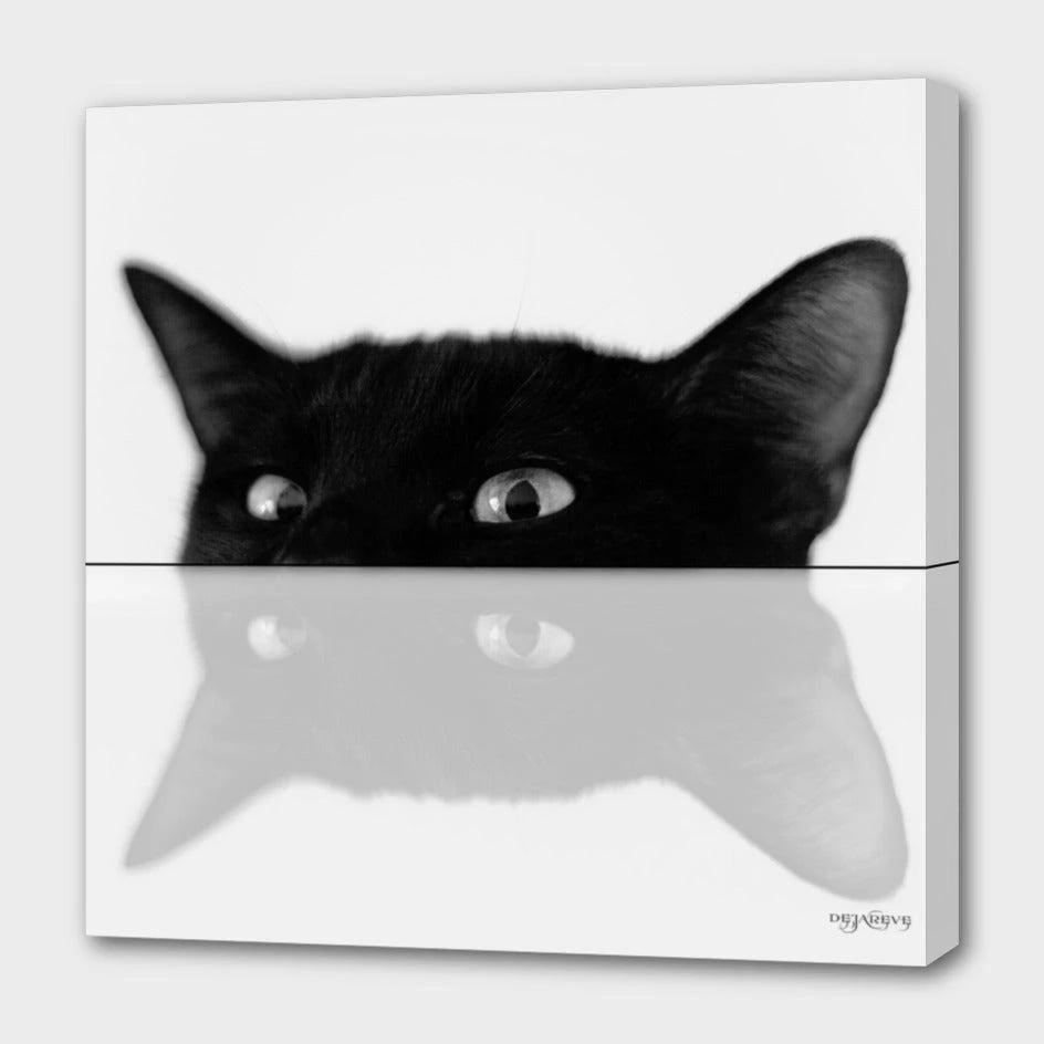 Curioos Cat