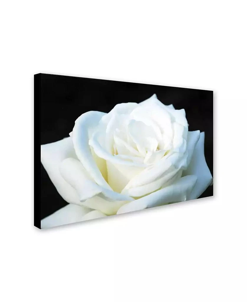 Trademark Global Kurt Shaffer 
White Rose II
 Canvas Art - 24" x 16" 2