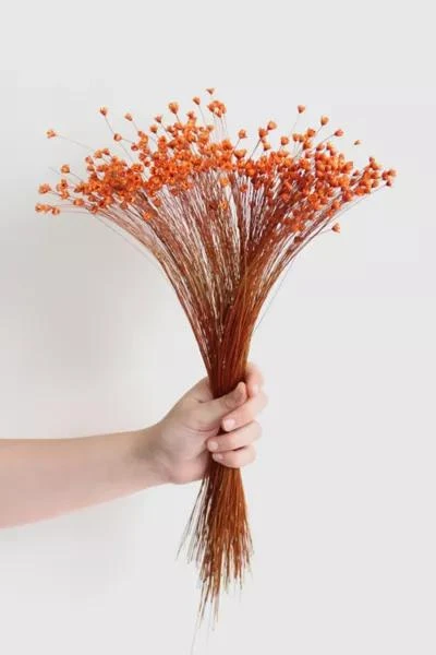 Roxanne's Dried Flowers Roxanne’s Dried Flowers Orange Star Flower 3