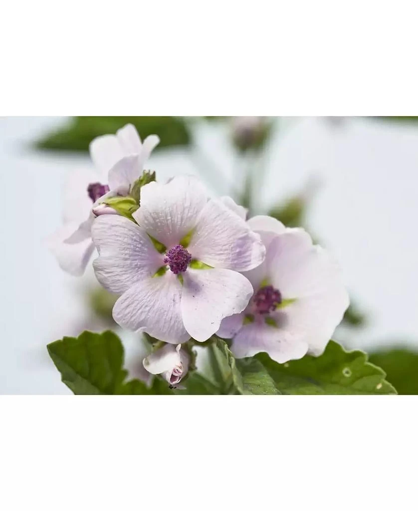 Weleda Sensitive Care Baby Diaper Care Cream with White Mallow Extracts 6