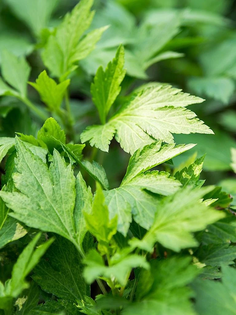 DECORTé Hydra Clarity Micro Essence Cleansing Emulsion 3