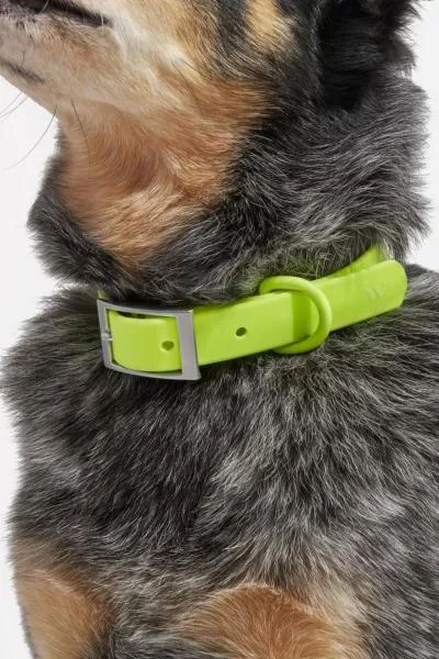 Wild One Wild One Dog Collar 3
