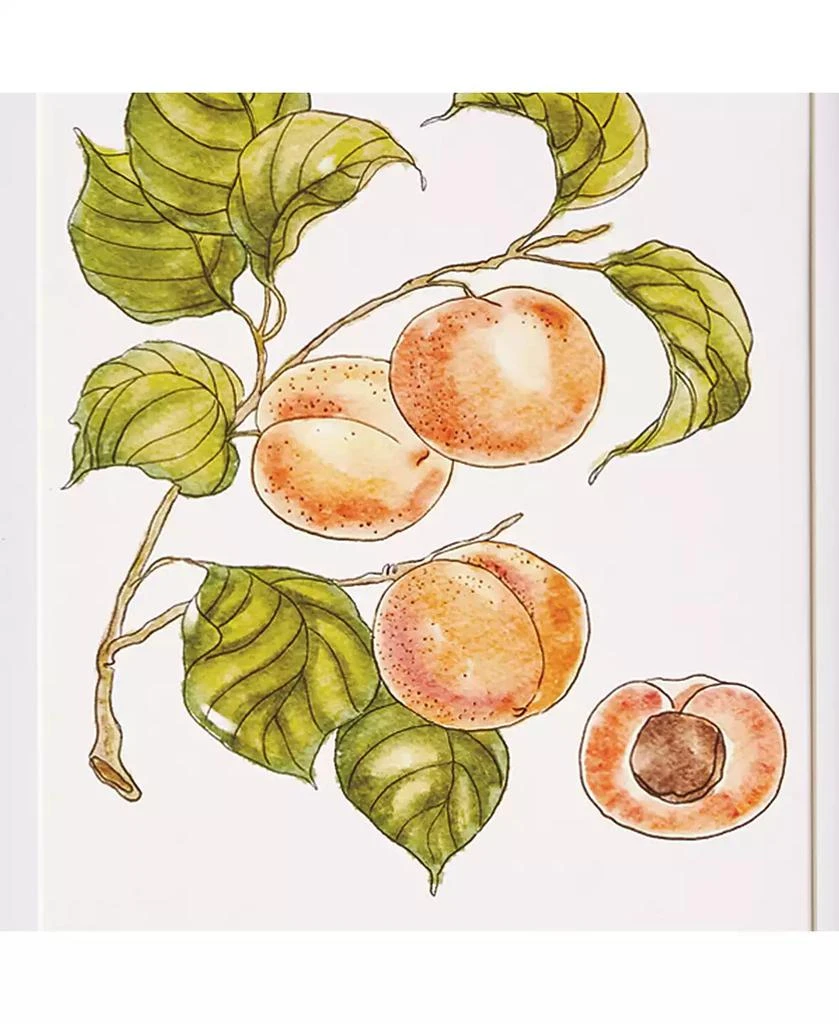 Napa Home 
Garden Autumnal Fruit Prints, Set of 4 - Pink/Orange - Fir Wood 2