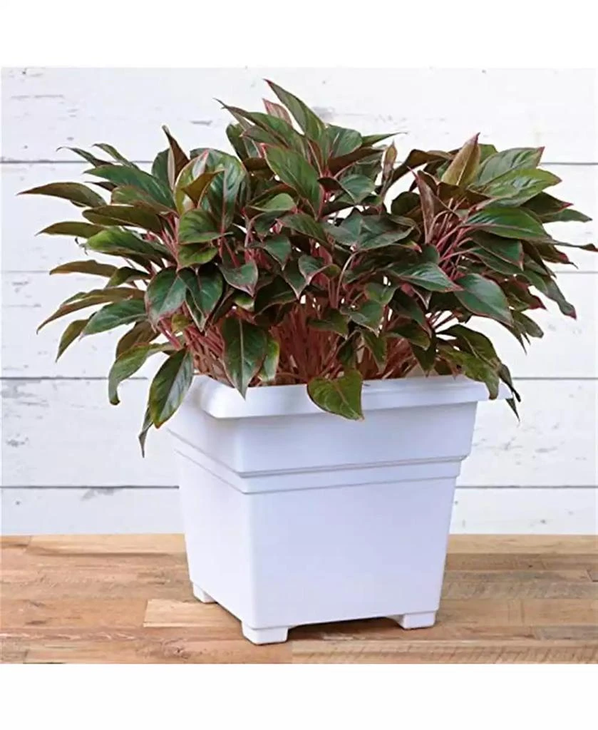 Novelty 26182 Countryside Square White Tub Planter 18 Inch 2