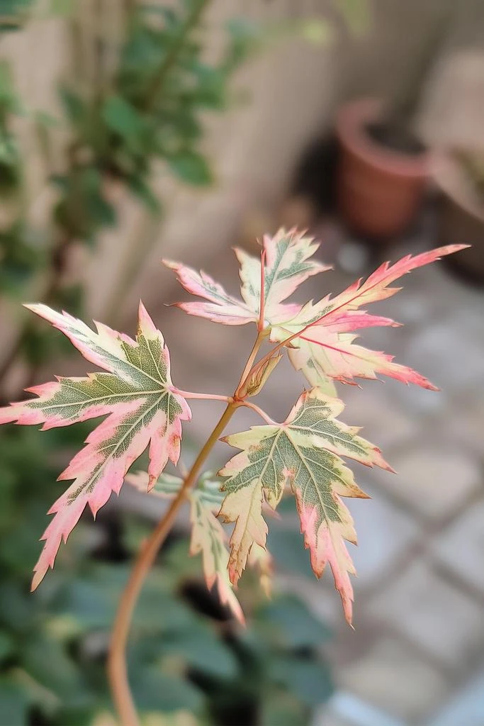 Perfect Plant Acer Palmatum 'Taylor' - Plantes D'Extérieur 5