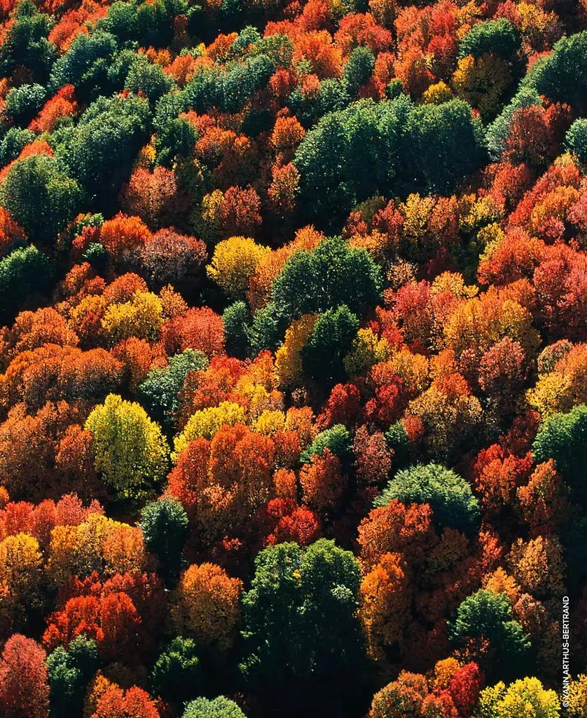 Guerlain Aqua Allegoria Forte Oud Yuzu Eau de Parfum, 4.2 oz. 9