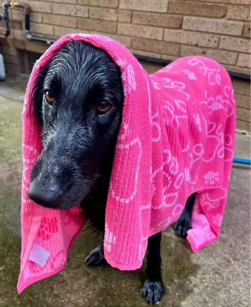 Delilah Home Drytek High Performance Dog Bath Towel 30" X 54" 4