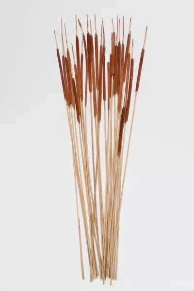 Roxanne's Dried Flowers Roxanne’s Dried Flowers Pencil Cattails 4