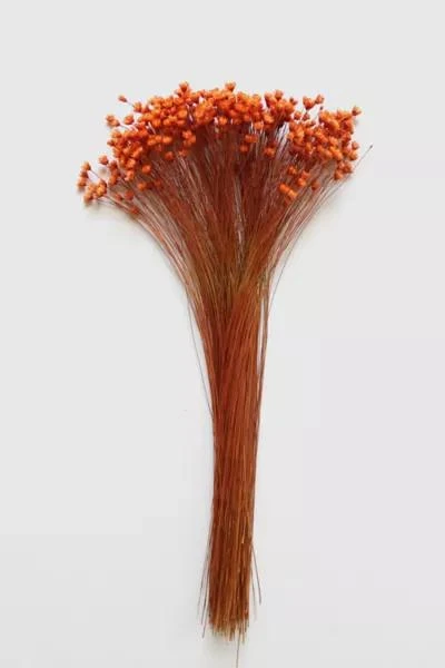 Roxanne's Dried Flowers Roxanne’s Dried Flowers Orange Star Flower 1