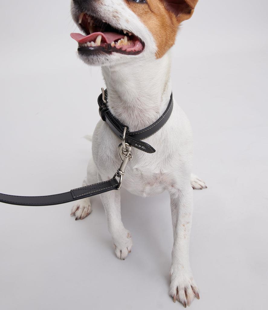 Toutou Toutou leather collar
