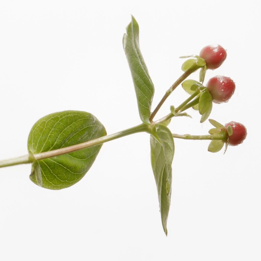 Susanne Kaufmann SUSANNE KAUFMANN St John
s Wort Bath 400g 4