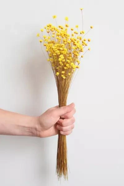 Roxanne's Dried Flowers Roxanne’s Dried Flowers Yellow Star Flower 2