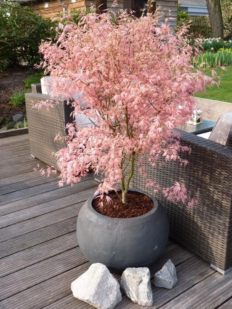 Perfect Plant Acer Palmatum 'Taylor' - Plantes D'Extérieur 11