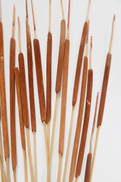 Roxanne's Dried Flowers Roxanne’s Dried Flowers Pencil Cattails 1