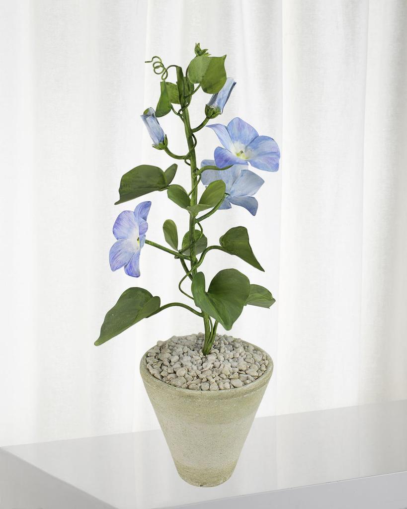 Tommy Mitchell Morning Glory September Birth Flower in White Terracotta Pot