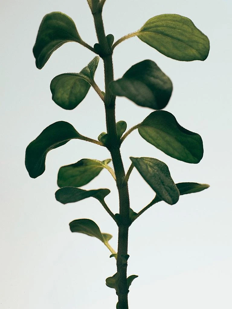 LOEWE Perfumes Oregano Body Lotion 3