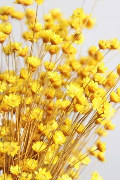 Roxanne's Dried Flowers Roxanne’s Dried Flowers Yellow Star Flower 1