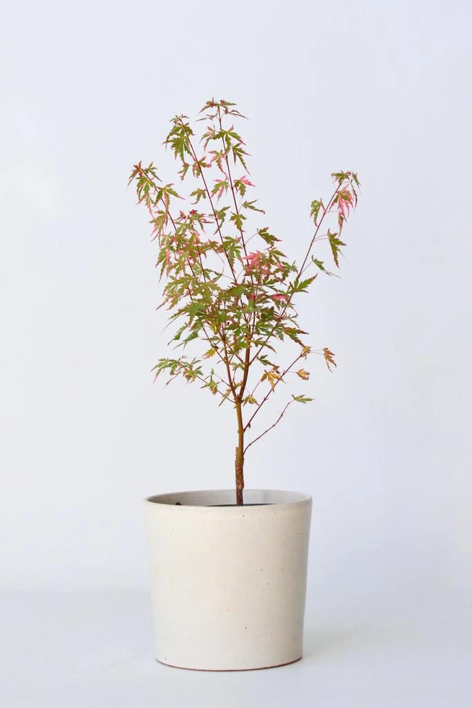 Perfect Plant Acer Palmatum 'Taylor' - Plantes D'Extérieur 2