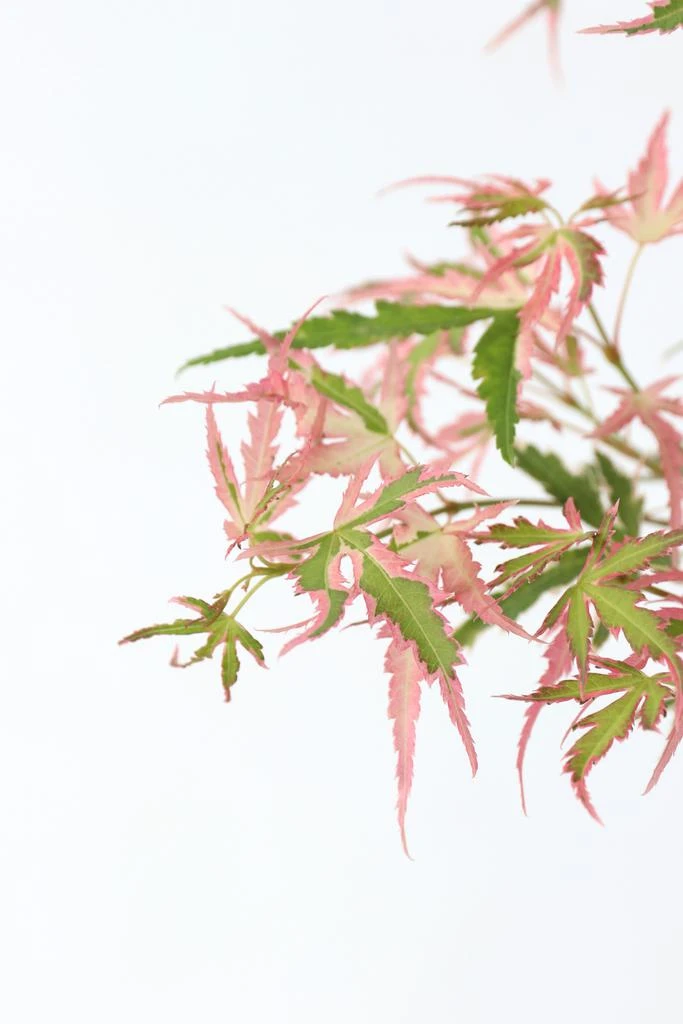 Perfect Plant Acer Palmatum 'Taylor' - Plantes D'Extérieur 9