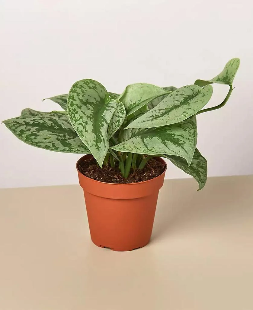 House Plant Shop Pothos 
Silver Splash
 Live Plant, 4" Pot