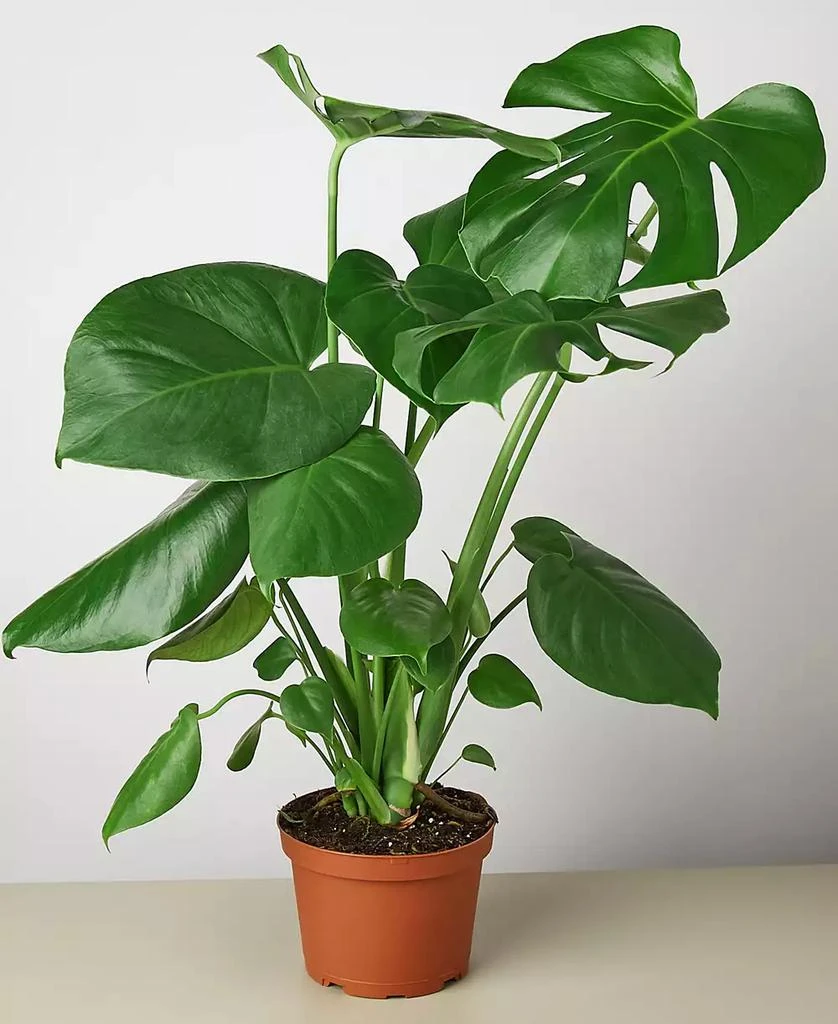 House Plant Shop Philodendron 
Monstera
 Live Plant, 6" Pot