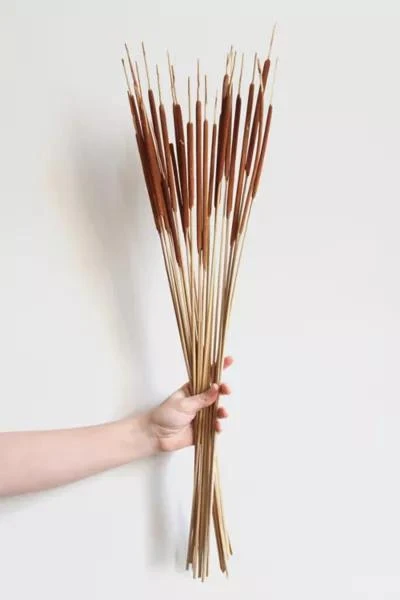 Roxanne's Dried Flowers Roxanne’s Dried Flowers Pencil Cattails 3