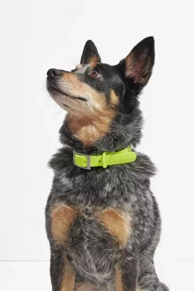 Wild One Wild One Dog Collar 1