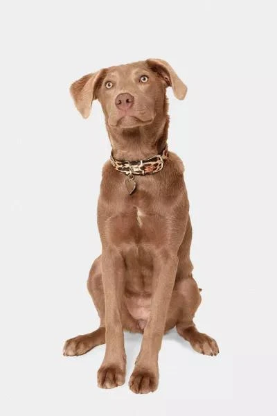 Little Beast Little Beast Studded Pet Collar 5
