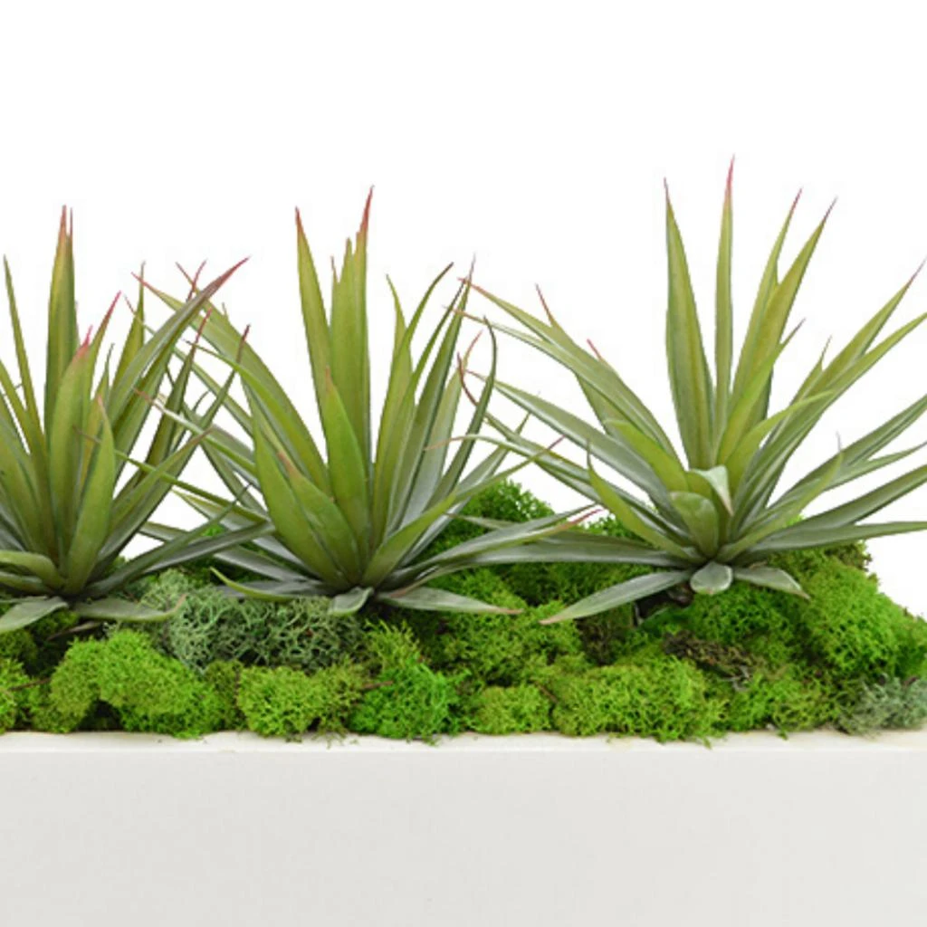 Creative Displays Green Yucca, Cactus with Moss Succulent Plant 3