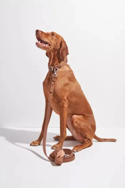 Wild One Wild One Adjustable Dog Leash 5