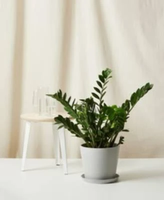 Bloomscape ZZ Plant XL 1