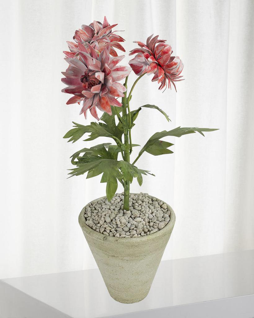 Tommy Mitchell Crysanthemum November Birth Flower in White Terracotta Pot