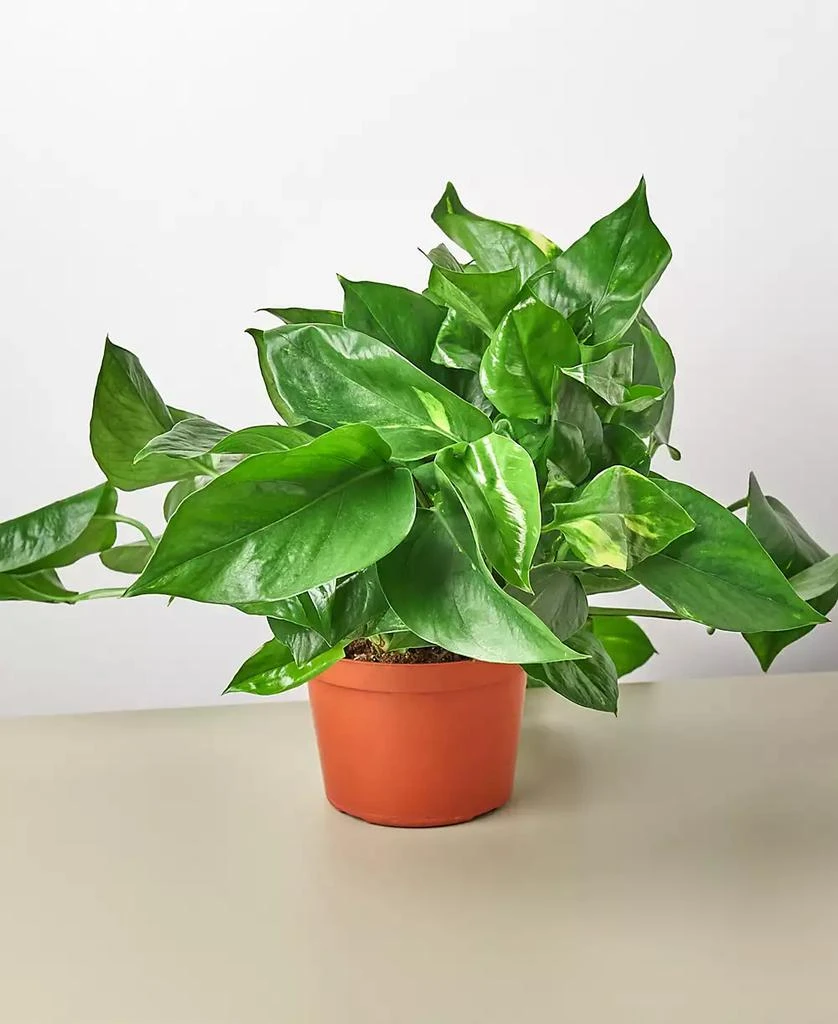 House Plant Shop Pothos Golden Live Plant, 6" Pot